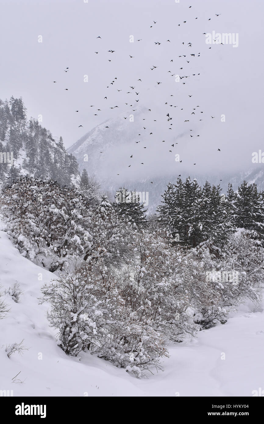Paesaggio Di Inverno in Himalaya, Rakcham, Valle di Sangla Hill, Himachal Pradesh Foto Stock