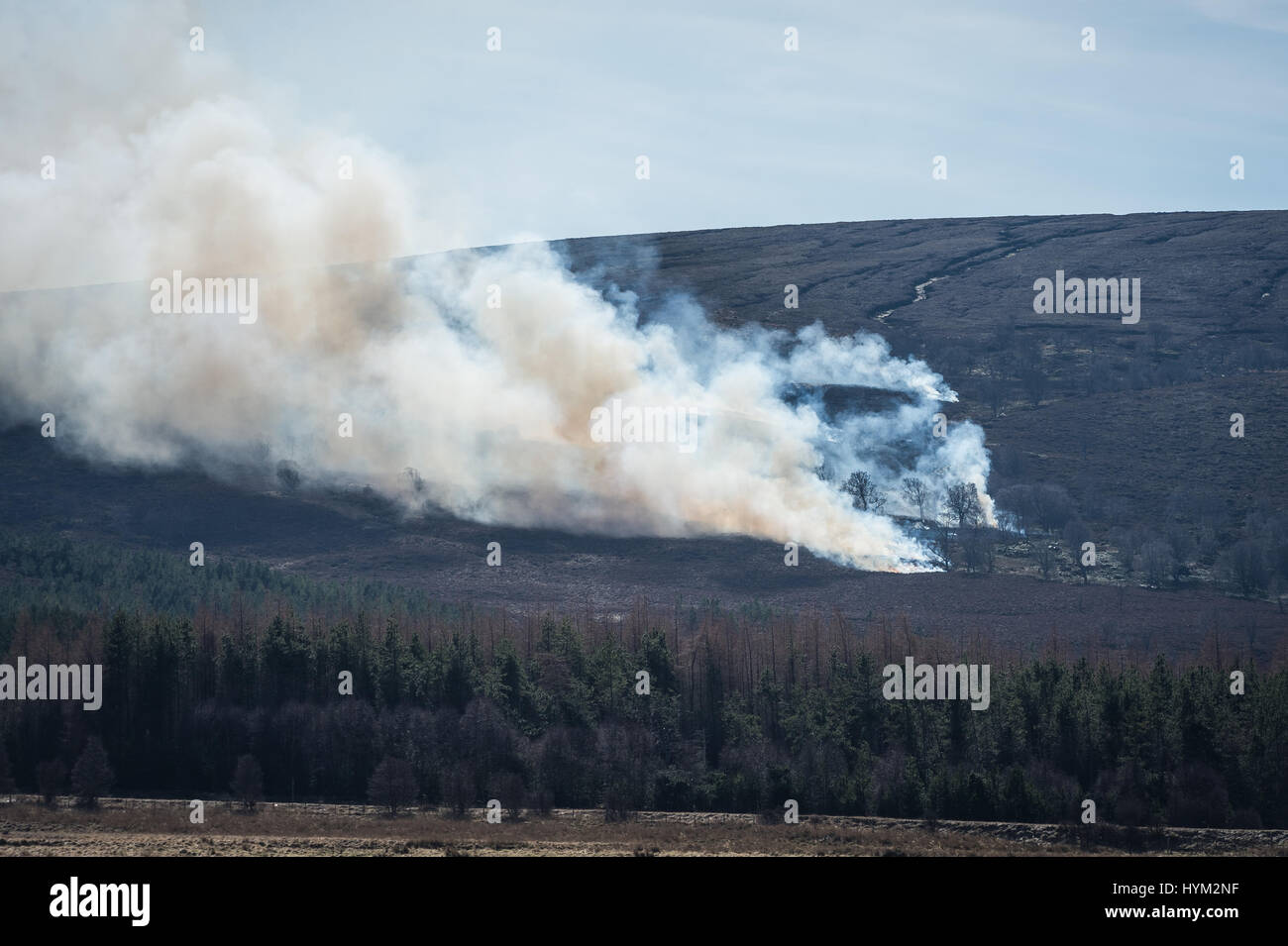 Colonne di fumo si alzano da un fuoco di Moro vicino a Tomatin, Inverness-shire. Gli incendi, noto come Muirburn sono parte di un ciclo di controllo della combustione di erica. Foto Stock