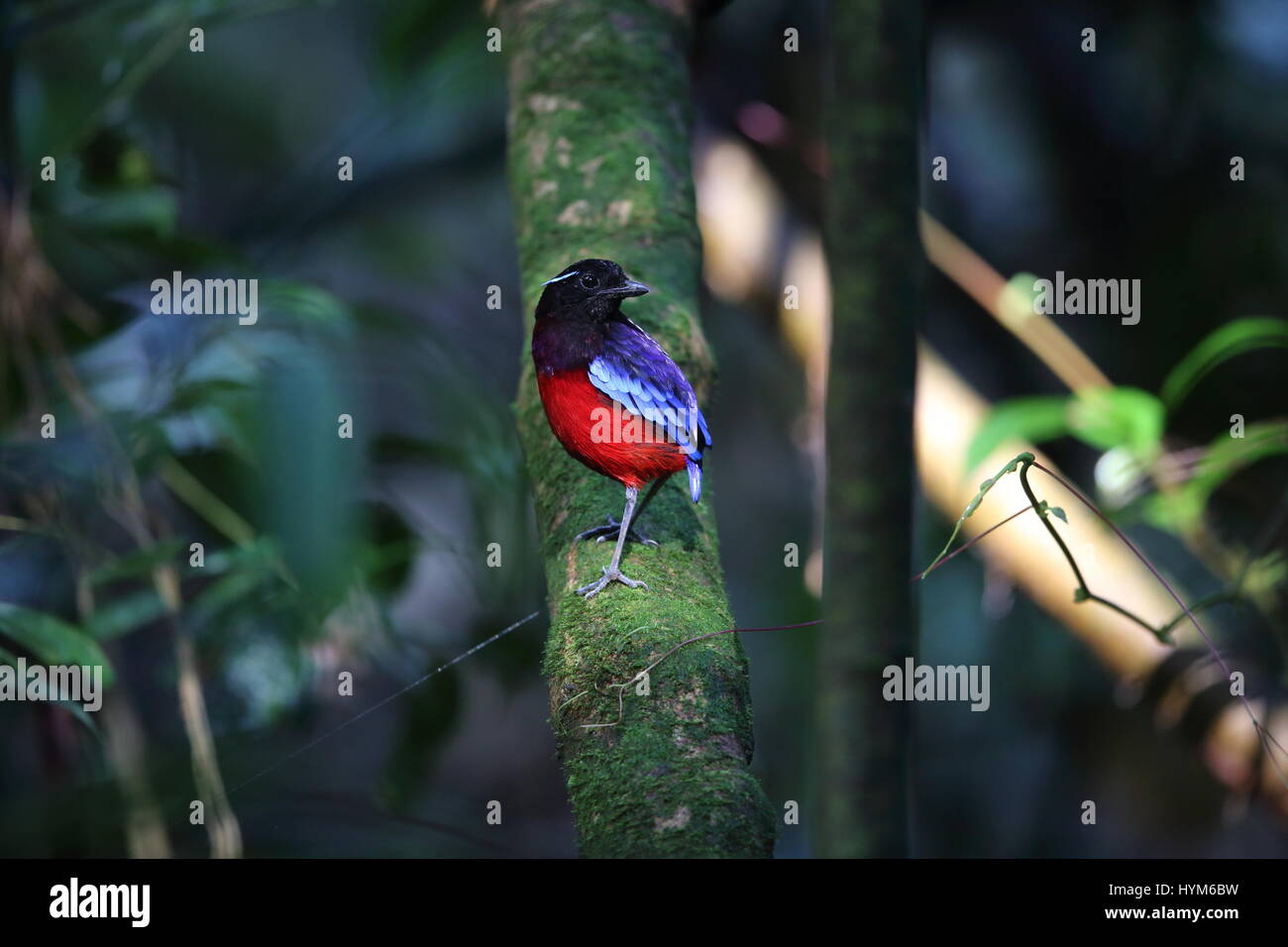 Nero-e-crimson pitta (Erythropitta ussheri) a Sabah, Borneo Malaysia Foto Stock