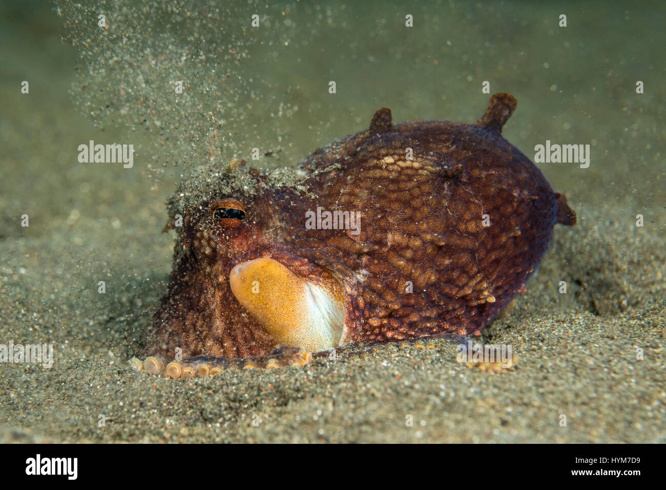 Polpo di noce di cocco, venato polpo (Amphioctopus marginatus), scavo stesso nel pavimento del mare Foto Stock