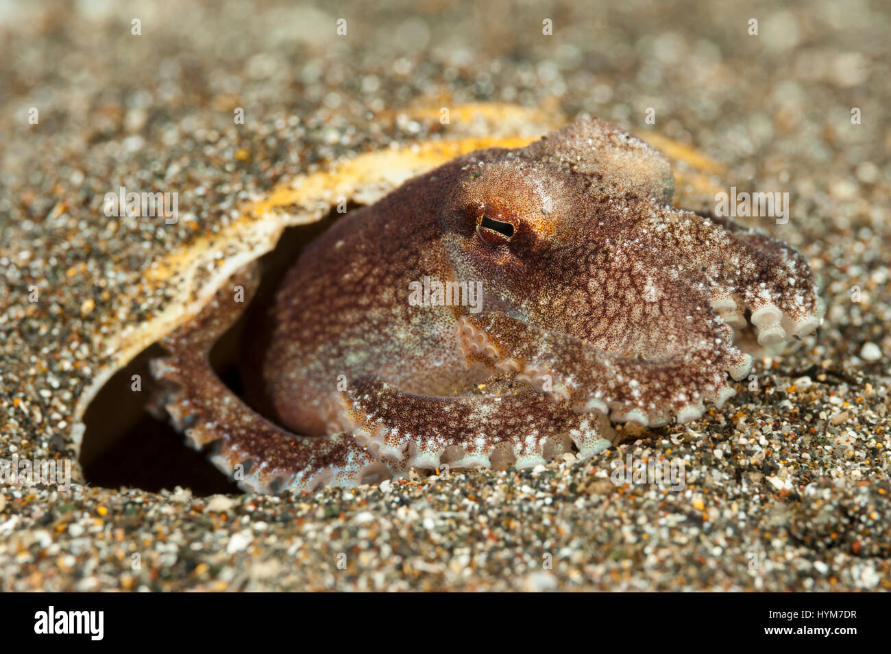 Polpo di noce di cocco, venato polpo (Amphioctopus marginatus), a nascondersi sotto un unico conchiglie di mare Foto Stock