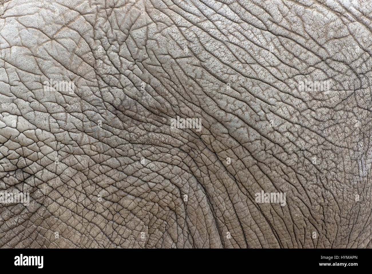 Chiudere la vista dell' elefante africano la texture della pelle, Loxodonta africana. Foto Stock