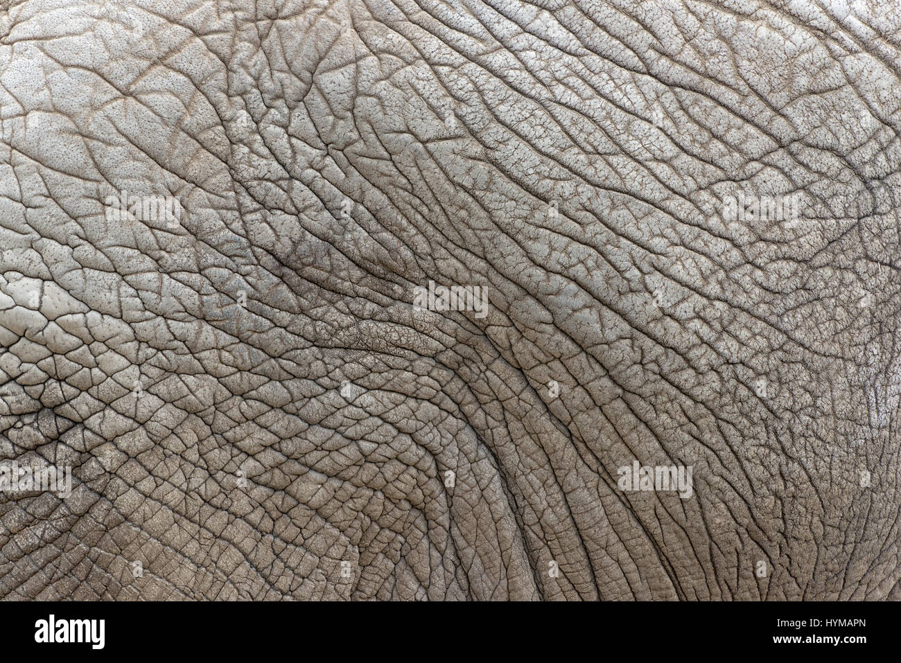 Chiudere la vista dell' elefante africano la texture della pelle, Loxodonta  africana Foto stock - Alamy