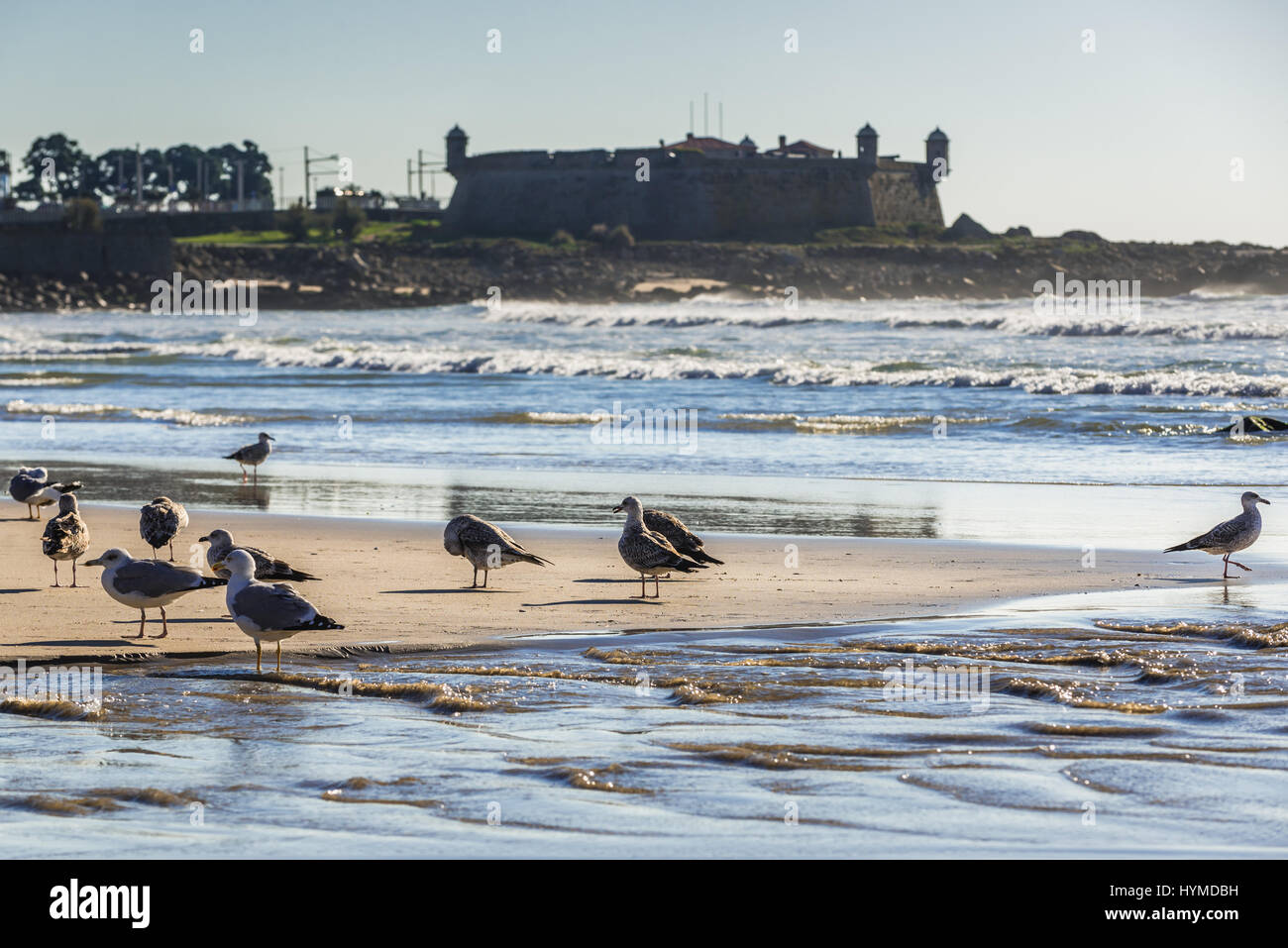 Gabbiani su una spiaggia di Nevogilde quartiere spiaggia nella città di Porto, Portogallo. Forte di Sao Francisco do Queijo (così chiamato Castello di formaggio) sullo sfondo Foto Stock