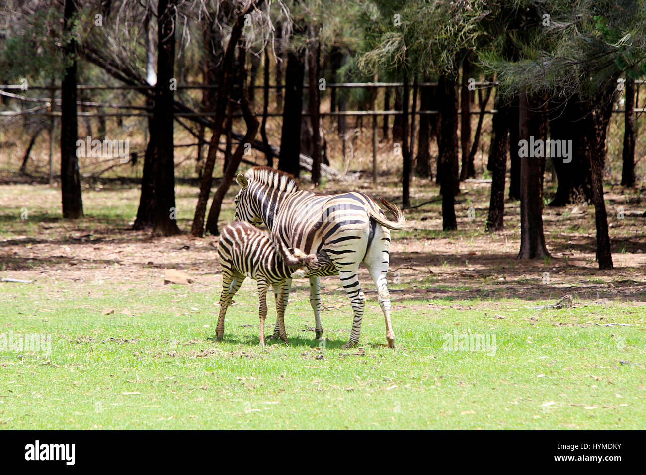 Le pianure zebre da Taronga Western Plains Zoo a Dubbo. Foto Stock
