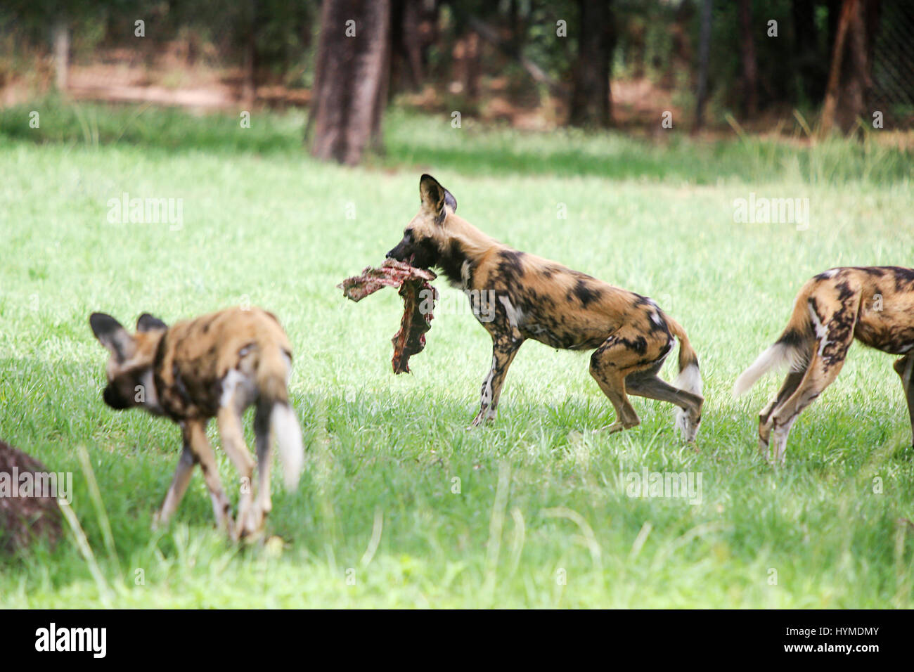 African cani selvatici da Taronga Western Plains Zoo a Dubbo. Foto Stock