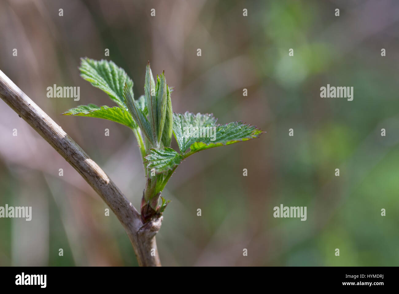 Wilde Himbeere, junge, zarte Blätter vor der Blüte, Rubus idaeus, lampone, raspa-berry Foto Stock
