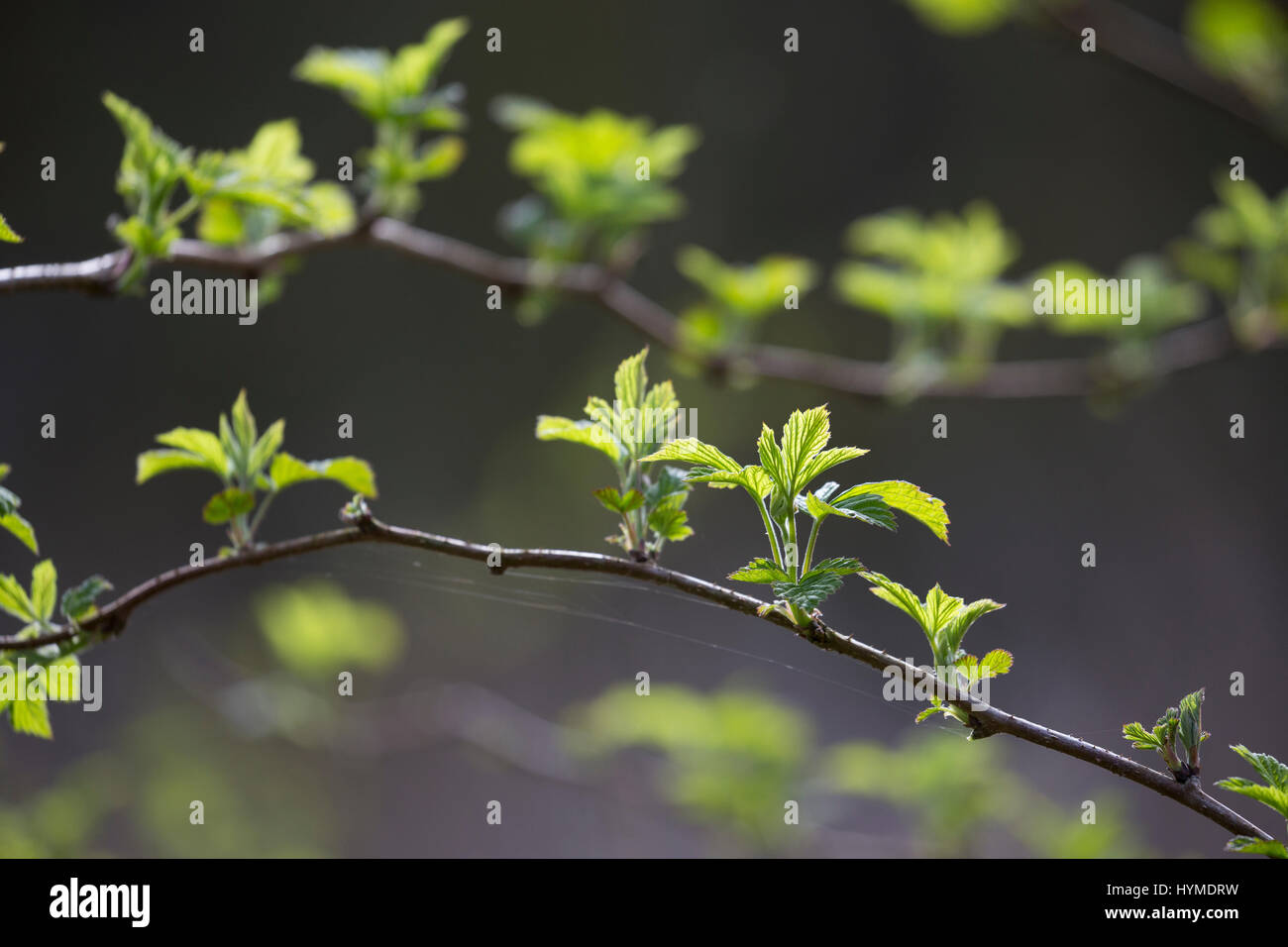 Wilde Himbeere, junge, zarte Blätter vor der Blüte, Himbeer-Ranken, Rubus idaeus, lampone, raspa-berry Foto Stock