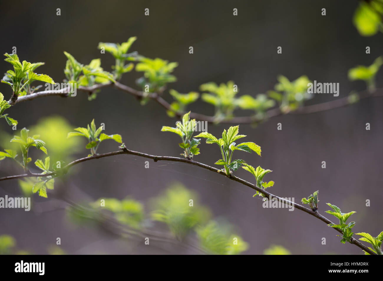 Wilde Himbeere, junge, zarte Blätter vor der Blüte, Himbeer-Ranken, Rubus idaeus, lampone, raspa-berry Foto Stock