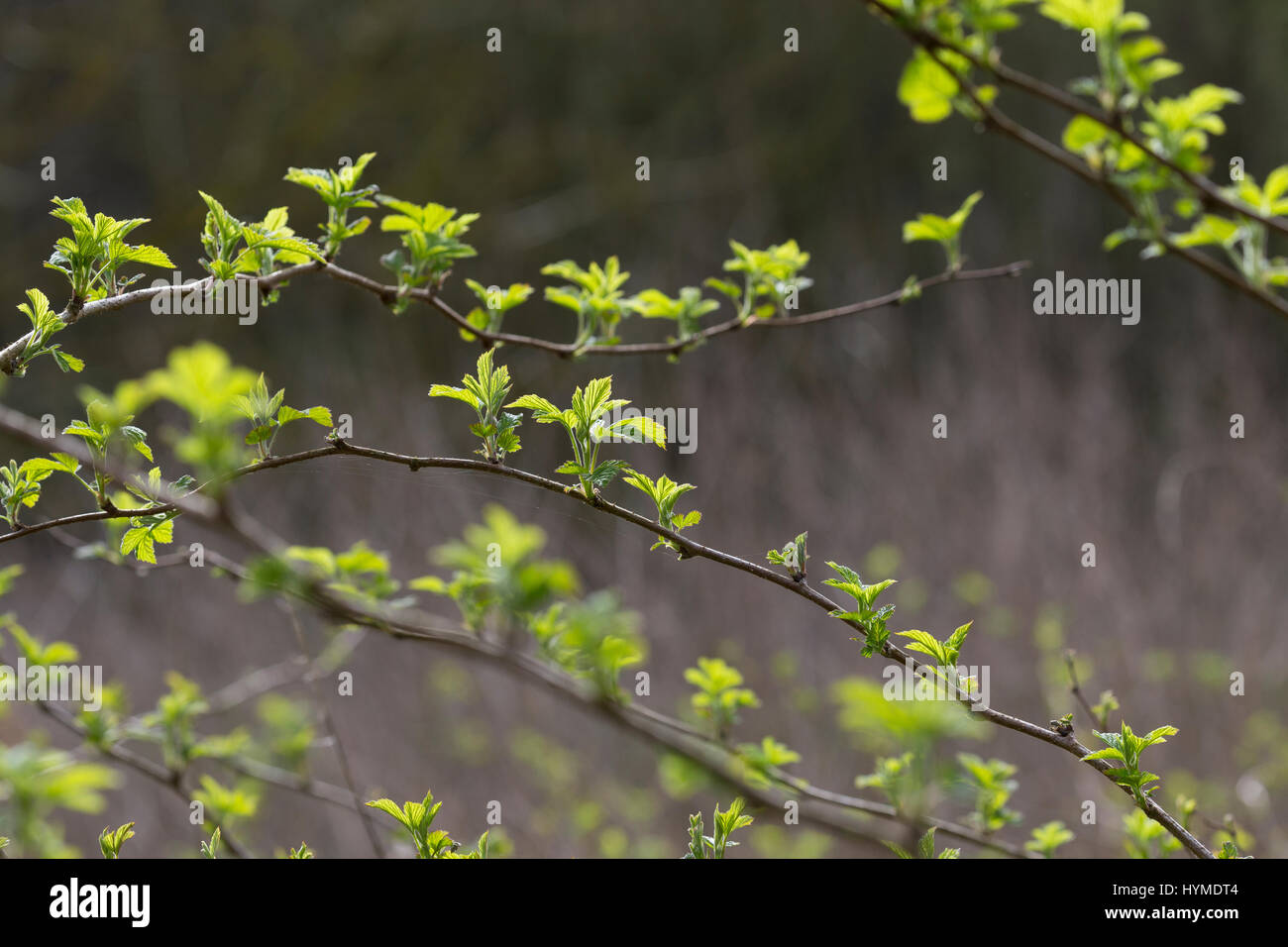 Wilde Himbeere, junge, zarte Blätter vor der Blüte, Himbeer-Ranken, Rubus idaeus, lampone, raspa-berry Foto Stock