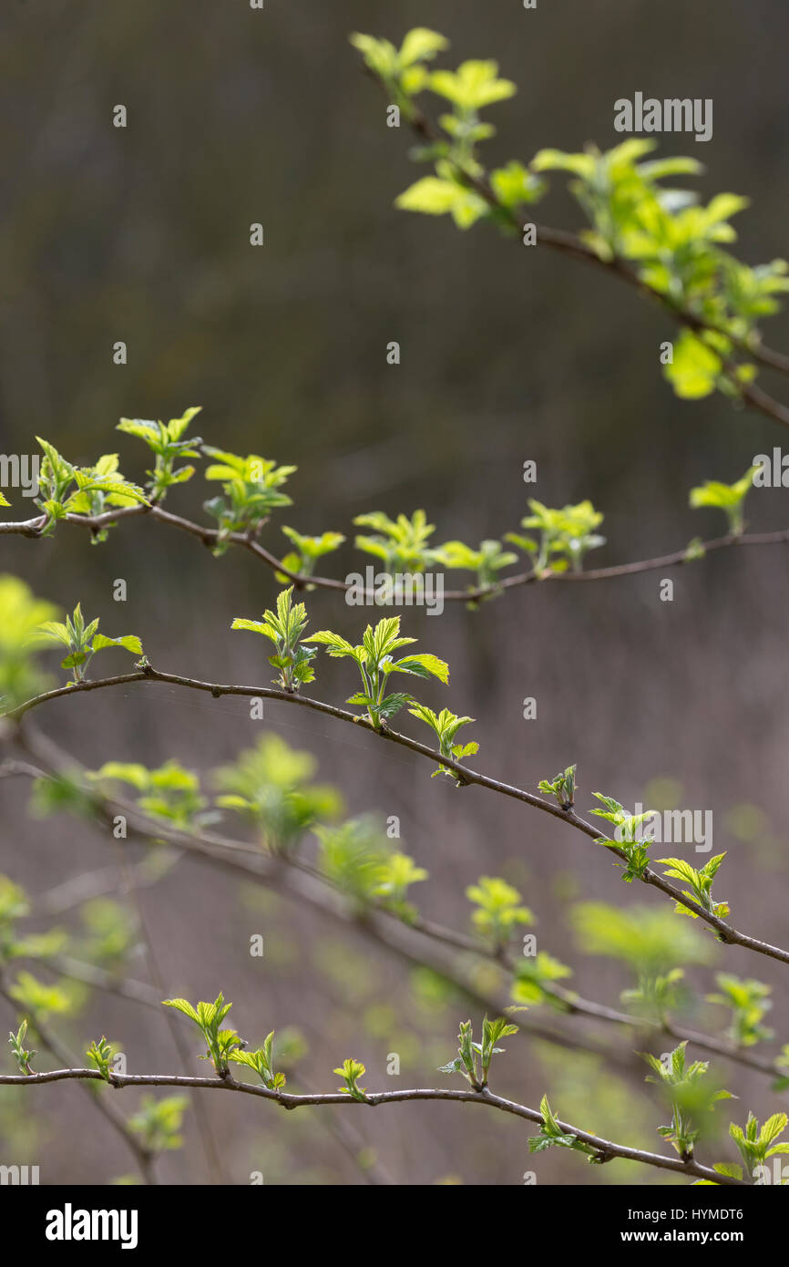 Wilde Himbeere, junge, zarte Blätter vor der Blüte, Himbeer-Ranken, Rubus idaeus, lampone, raspa-berry Foto Stock