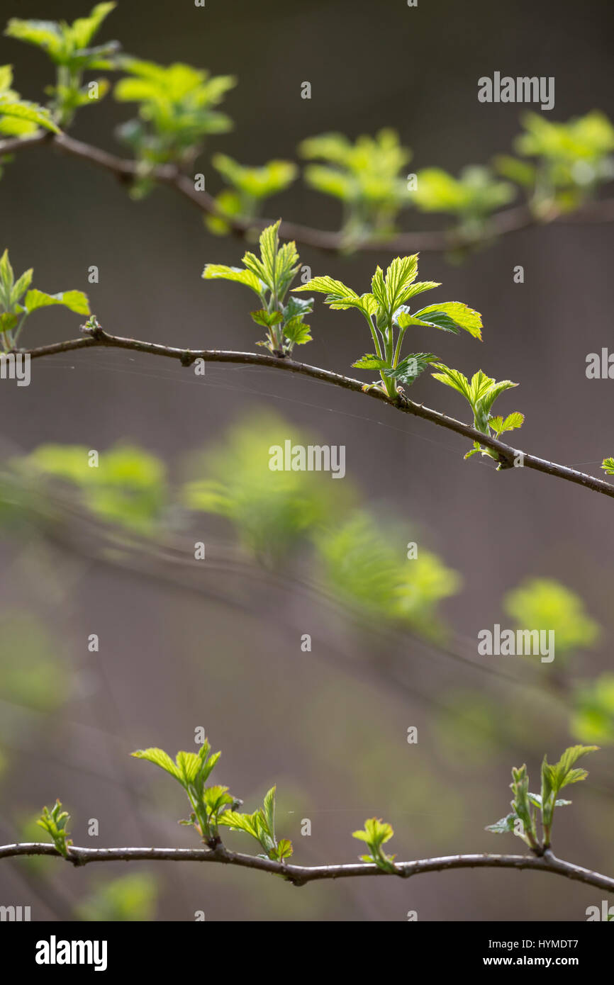 Wilde Himbeere, junge, zarte Blätter vor der Blüte, Himbeer-Ranken, Rubus idaeus, lampone, raspa-berry Foto Stock