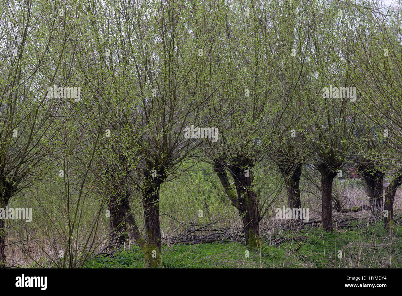 Kopfweiden, Kopfweide, Kopf-Weiden, Kopfbaum, Kopfbäume, Weide, Weiden, Salix spec., Sallow, Willow, Pollard Willow, salici, Pollard salici, Pollard Foto Stock