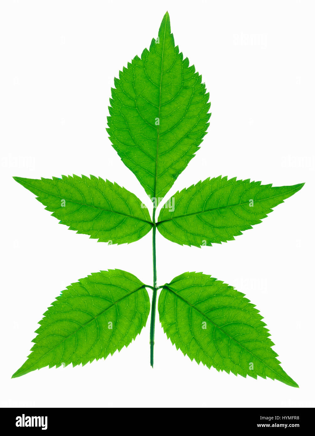 Cinque foglie verdi rappresentazione macro e pseudo-trasparenza. Dimensioni del file originale 22300x17300 px /189x146 cm/ 300 dpi Foto Stock