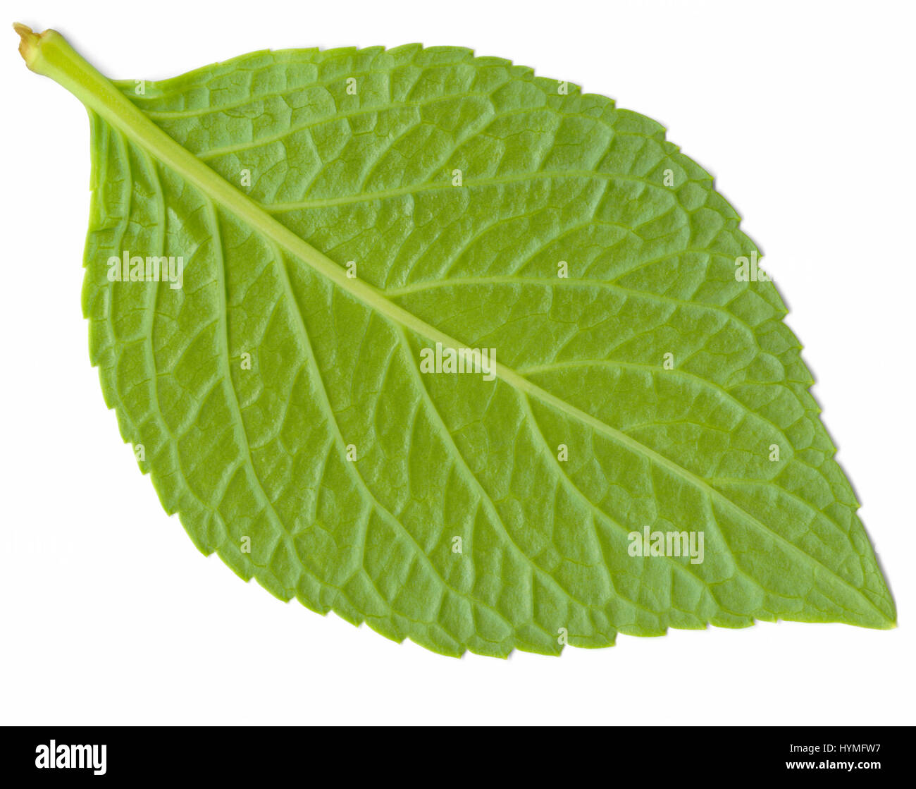 Hydrangea macro foglia rappresentazione nel riflesso ligth dimensioni del file originale 18000x16000 px/152x135 cm/ 300 dpi Foto Stock