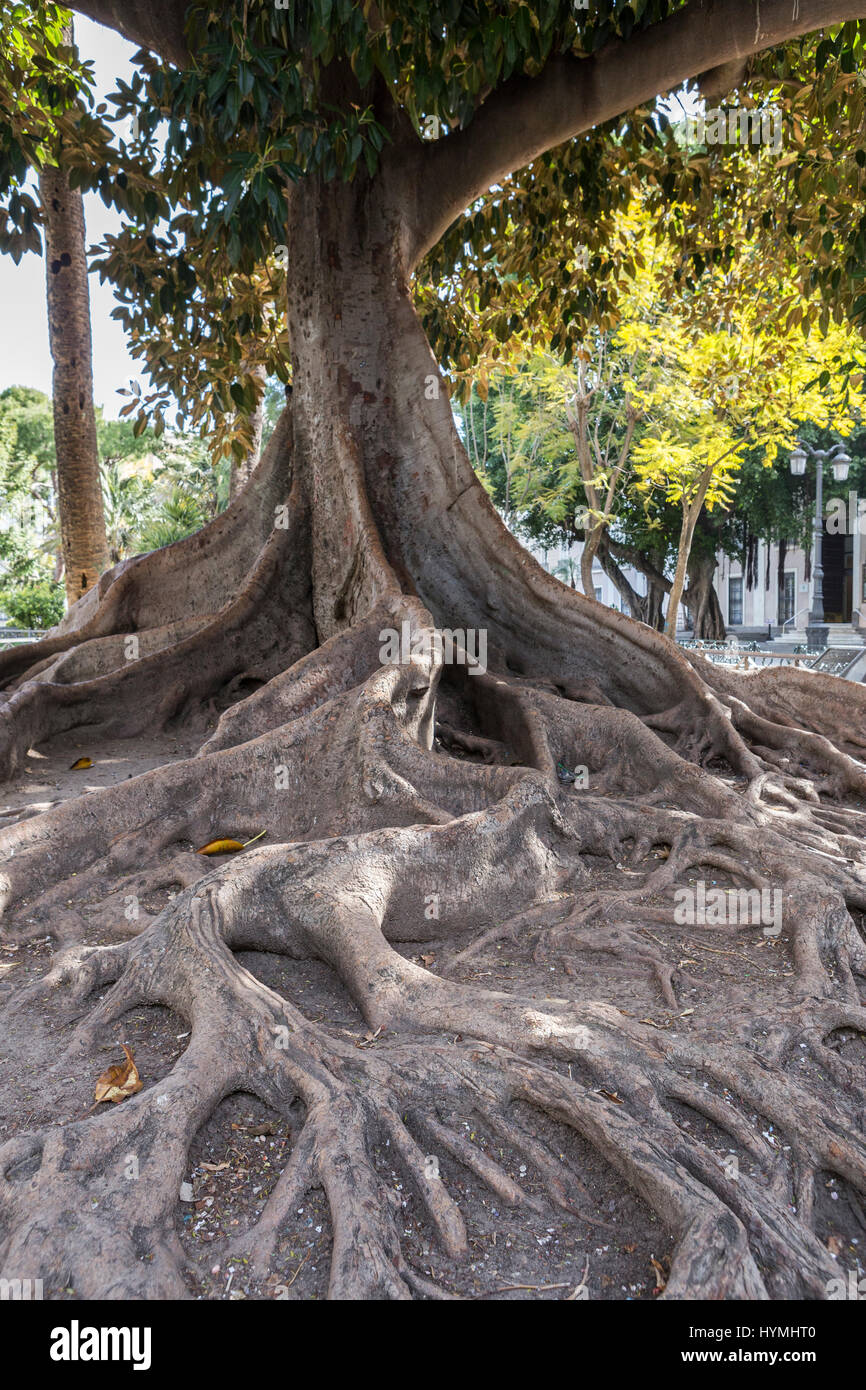 Gigantesco albero di gomma "ficus macrophylla' invecchiato oltre un centinaio di anni vicino alla spiaggia "Playa De La Caleta', Cadice, Andalusia, Spagna Foto Stock
