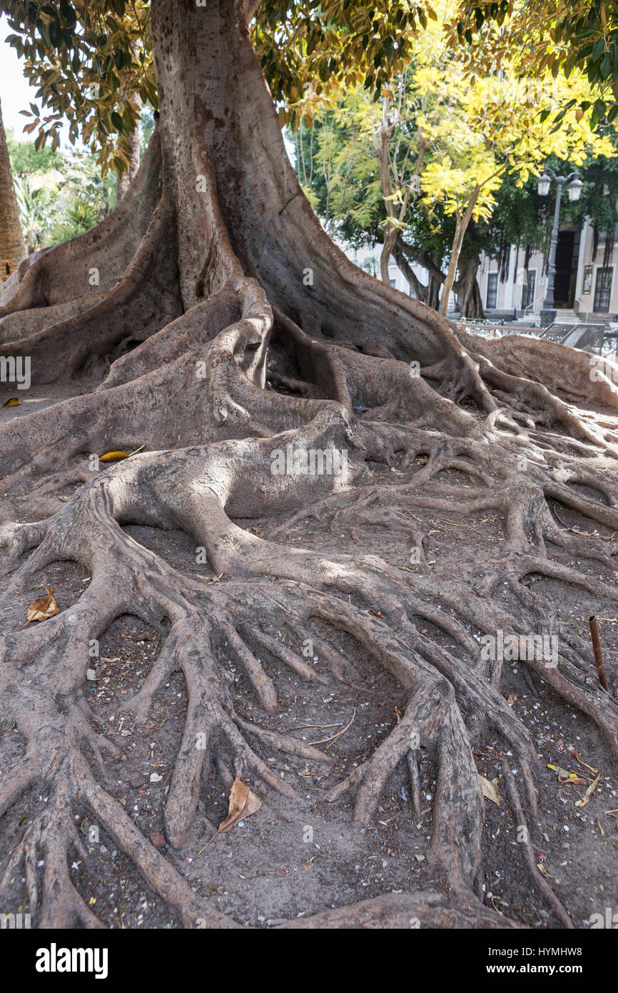 Gigantesco albero di gomma "ficus macrophylla' invecchiato oltre un centinaio di anni vicino alla spiaggia "Playa De La Caleta', Cadice, Andalusia, Spagna Foto Stock