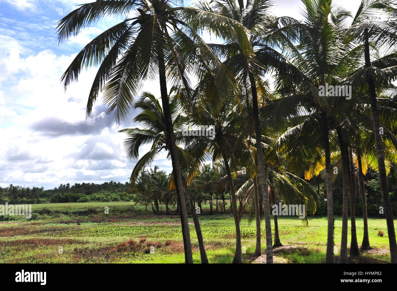 Benedetto dalla bellezza naturale e dalla diversità ecologica, il Kerala ha molto da offrire ai turisti e ai viaggiatori. (Foto Copyright © di Saji Maramon) Foto Stock