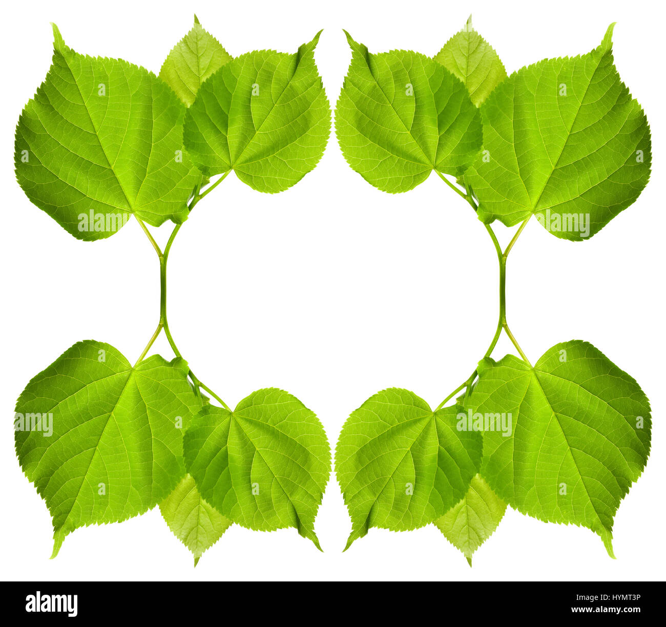 Cornice di verde tilia foglie. Isolato su sfondo bianco con copia spazio. Foto Stock