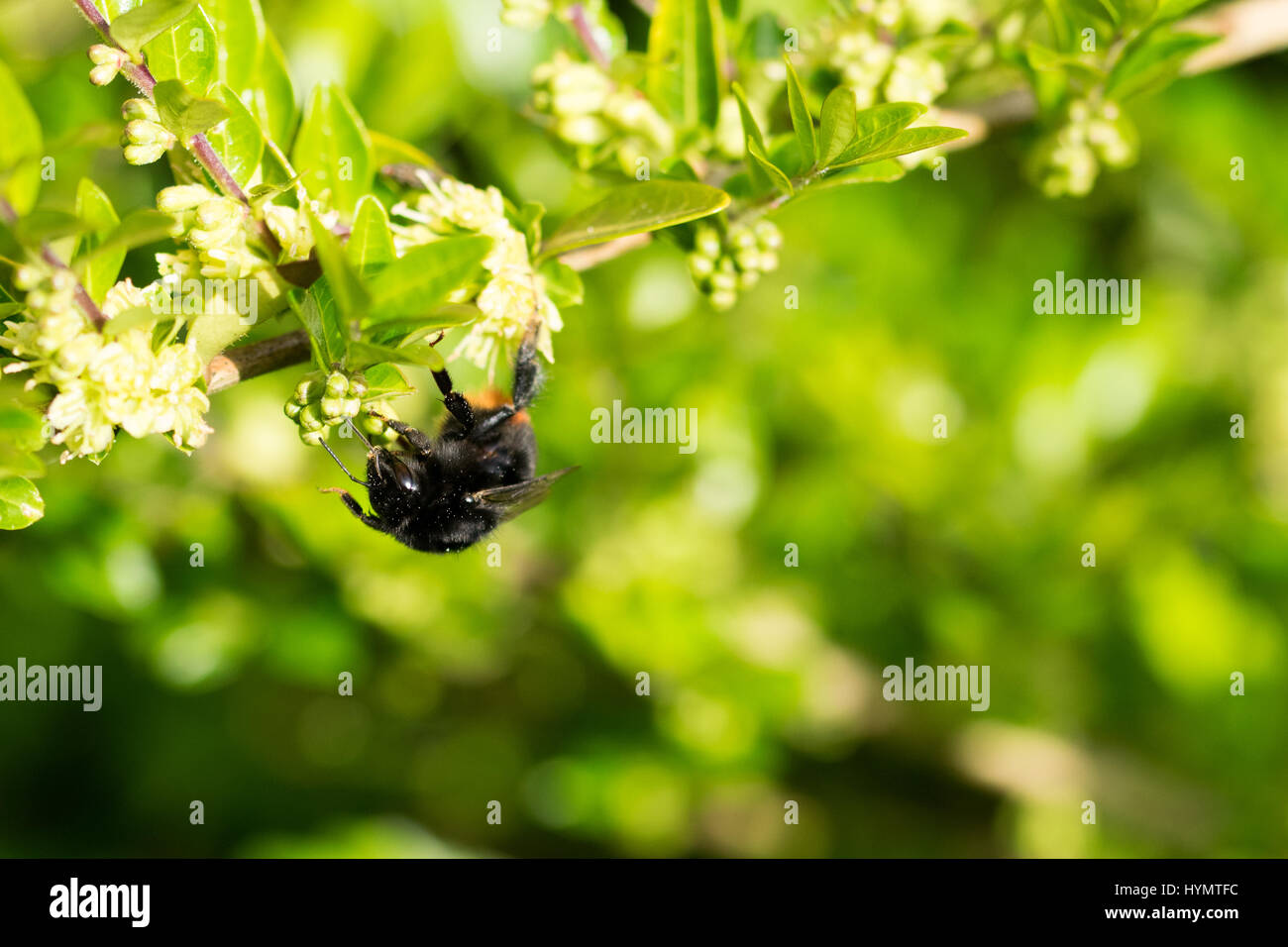 Bumblebee sulla molla siepe fiori per raccogliere il polline nettare Foto Stock