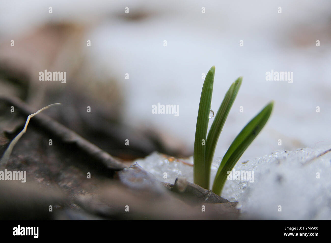 Foglie verdi la germogliazione attraverso la neve durante la stagione primaverile Foto Stock