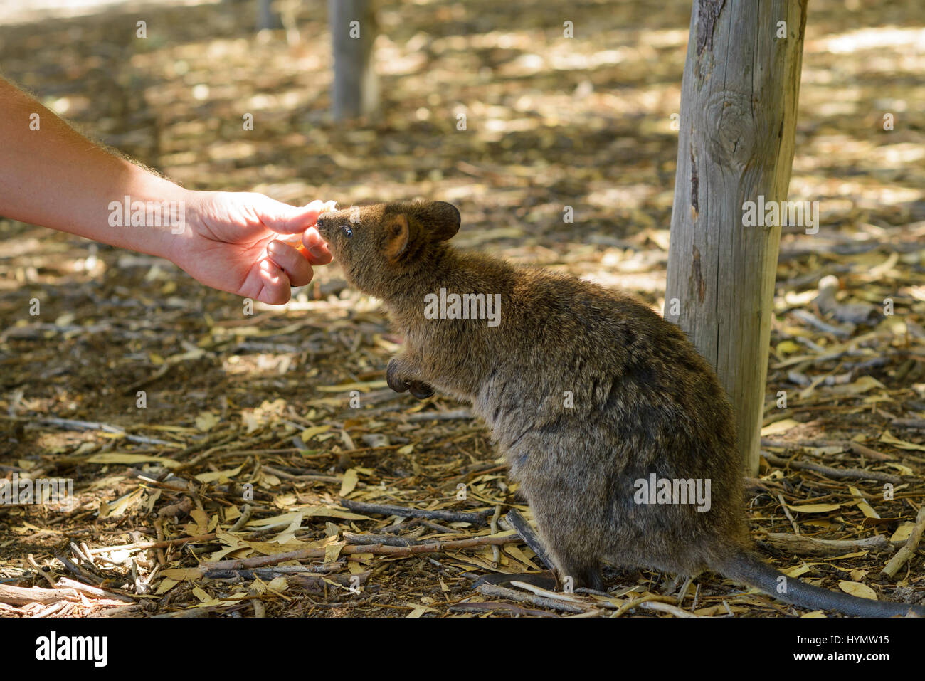 Quokka, canguro nano che mangia dalla mano, Australia Occidentale, Australia, Rottnest Island, Down Under Foto Stock