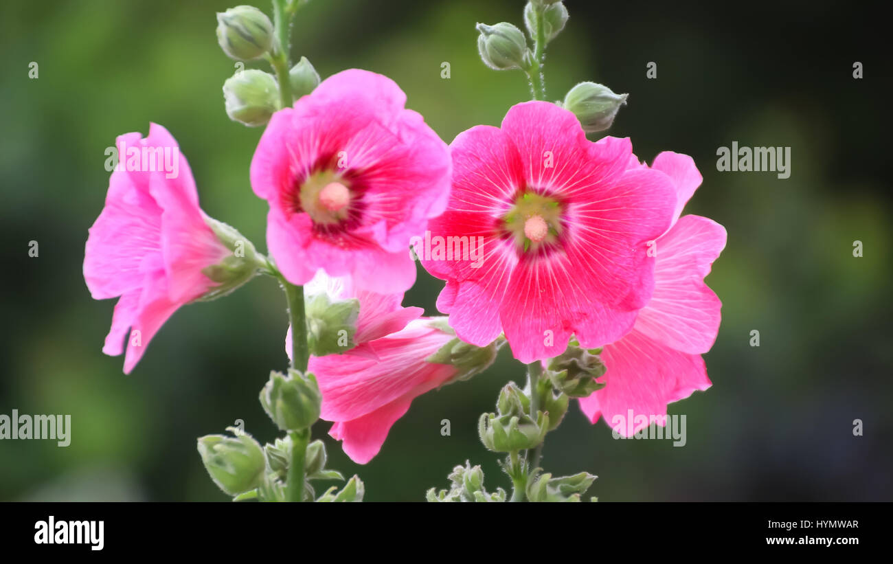 Messa a fuoco selettiva Hollyhock fiore nel giardino chiuso up shot Foto Stock