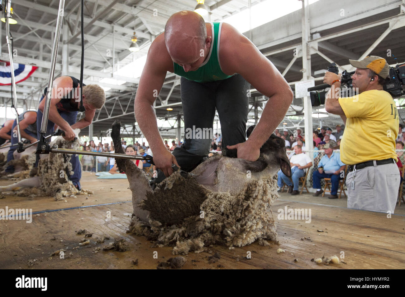 I concorrenti partecipano a una tosatura delle pecore concorso presso la Iowa State Fair. Foto Stock