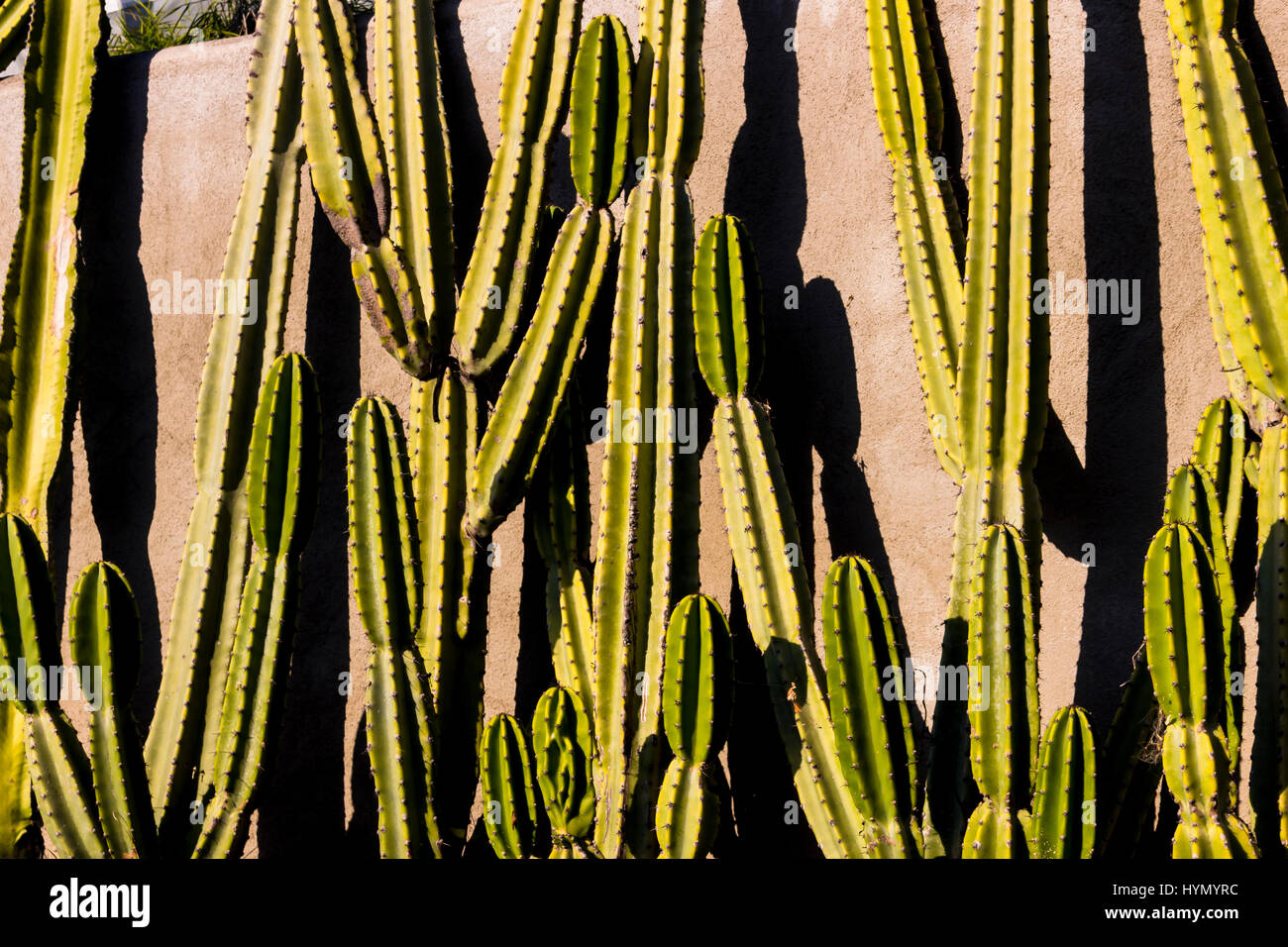Colata di Cactus forti ombre contro la parete Foto Stock