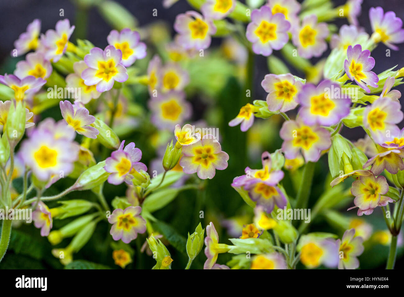 Primula veris macrocalyx Foto Stock