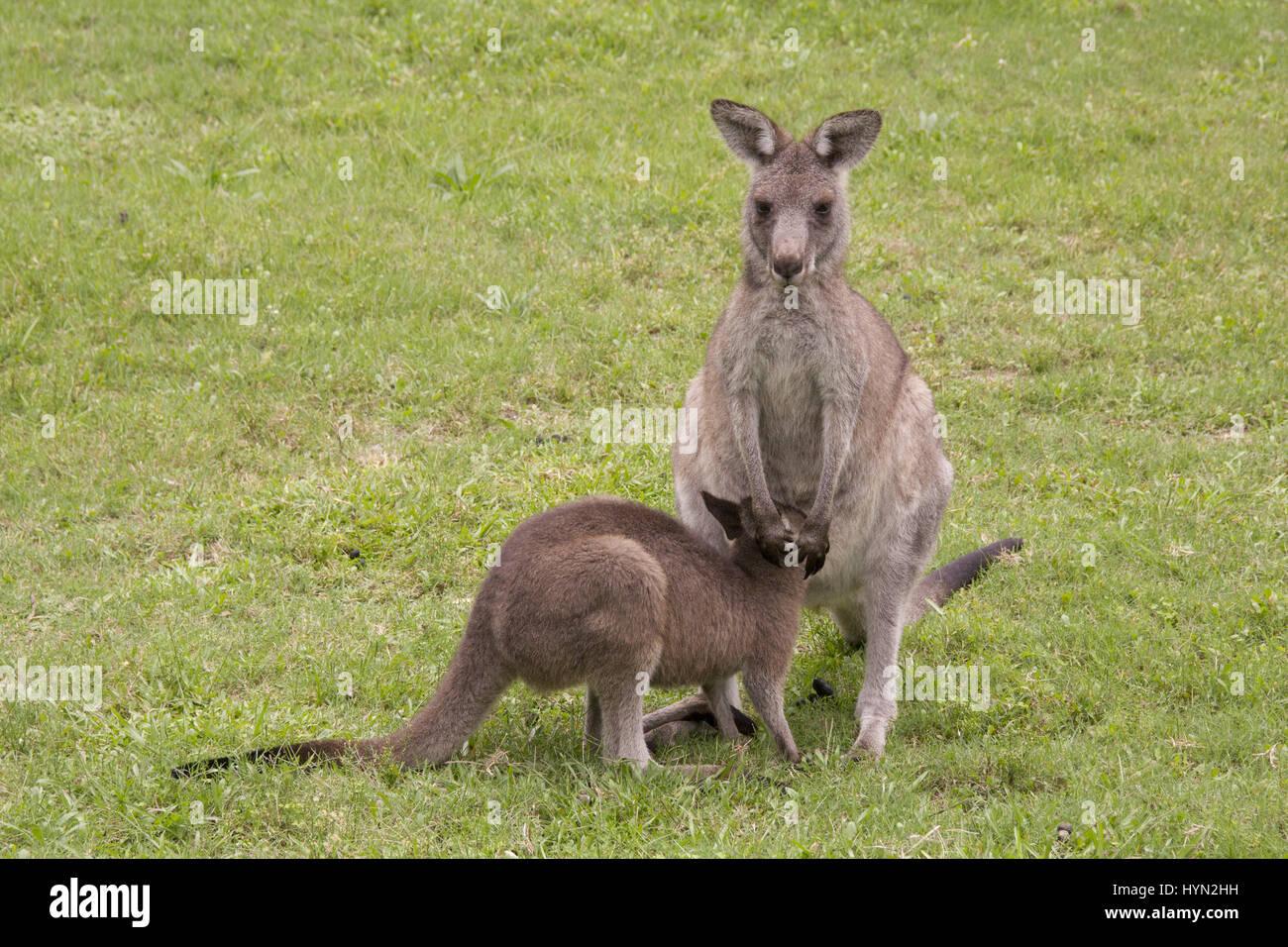 Madre kangaroo lattante joey Foto Stock