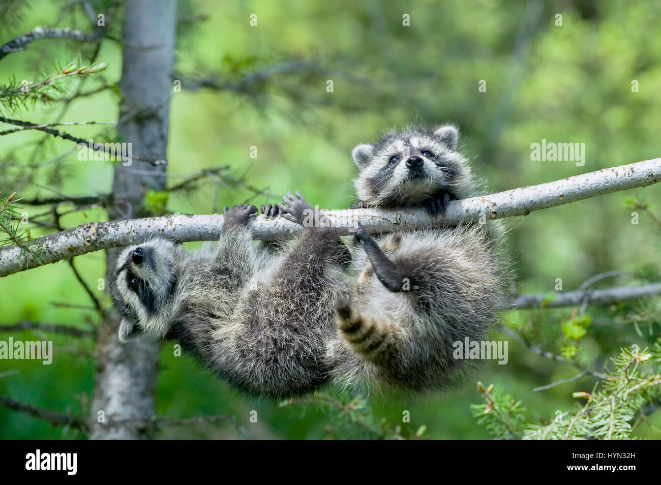 Due comuni procioni (Procione lotor) precariamente afferrare un ramo su un albero a Bozeman, Montana, USA Foto Stock