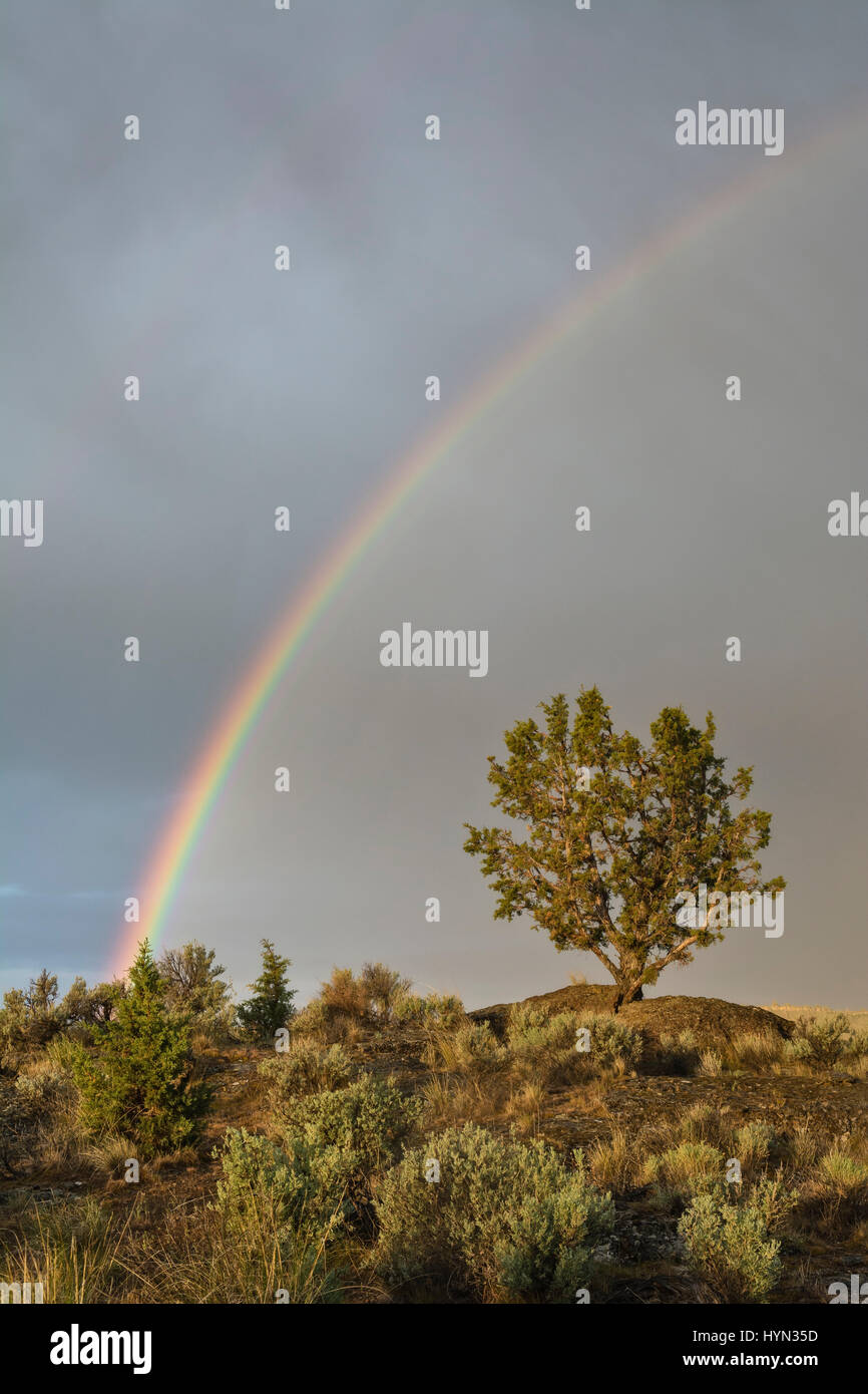 Rainbow e western ginestra a Buena Vista si affacciano, Malheur National Wildlife Refuge, Oregon orientale. Foto Stock
