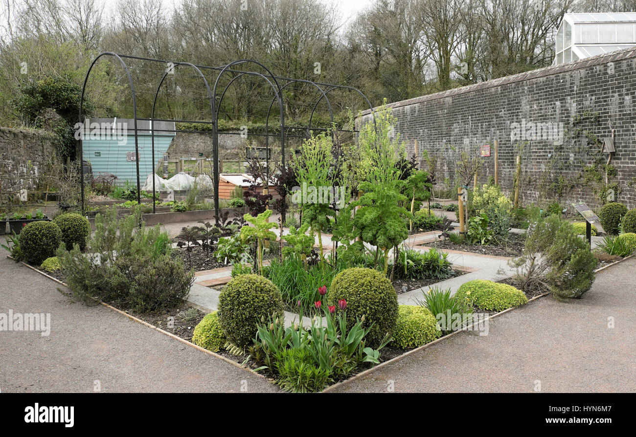 Struttura metallica per il supporto di piante rampicanti nel giardino di  erbe in primavera presso il National Botanic Garden of Wales,  Carmarthenshire UK KATHY DEWITT Foto stock - Alamy