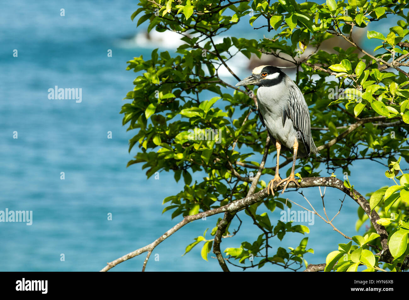 Airone notturno coronato giallo arroccato su un ramo che si affaccia sull'oceano turchese. Nome scientifico: Nyctanassa violacea. Castara a Tobago, Caraibi. C Foto Stock