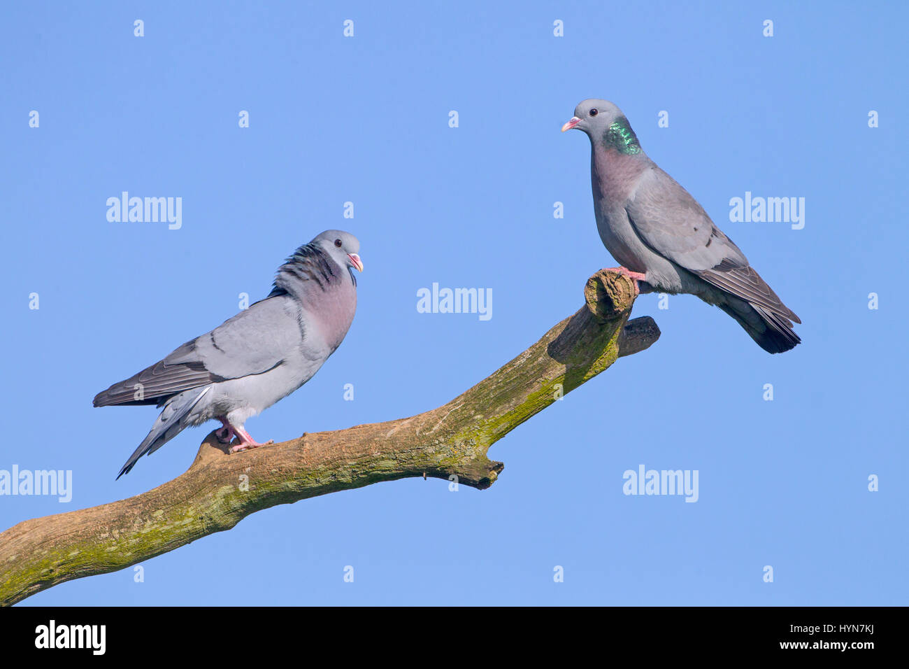 Magazzino colombe in rituali di corteggiamento Foto Stock