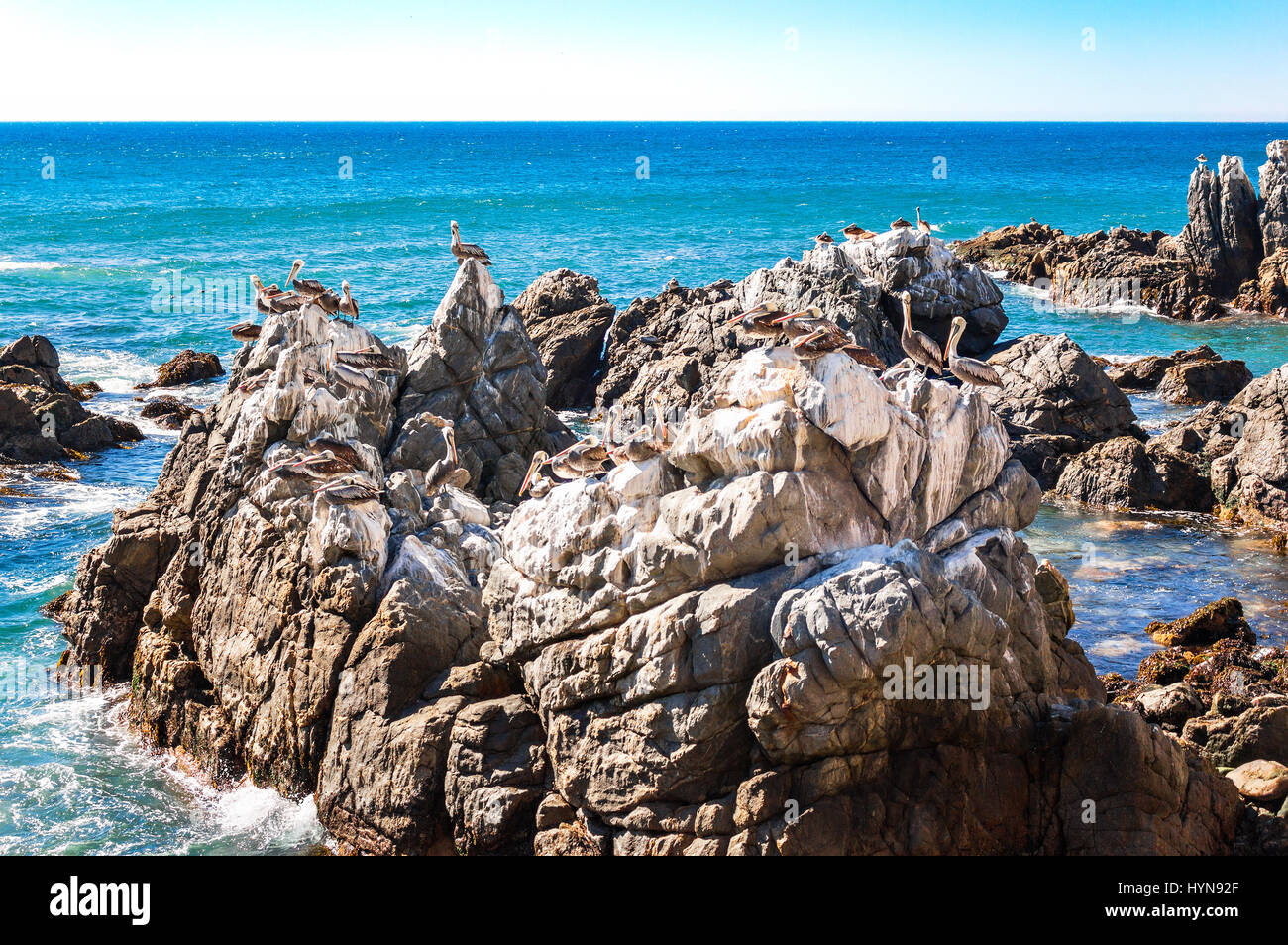 Ocean rocce con pellicani marroni a Vina del Mar, Cile Foto Stock