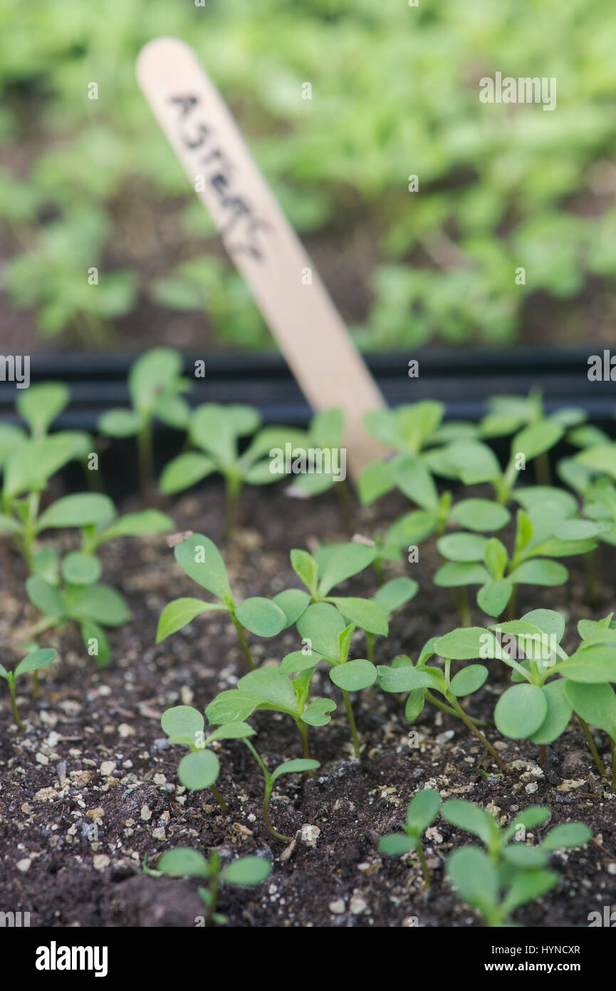 Callistephus chinensis. Aster gigante andrella singolo fiore misti piantine in un vassoio di sementi Foto Stock