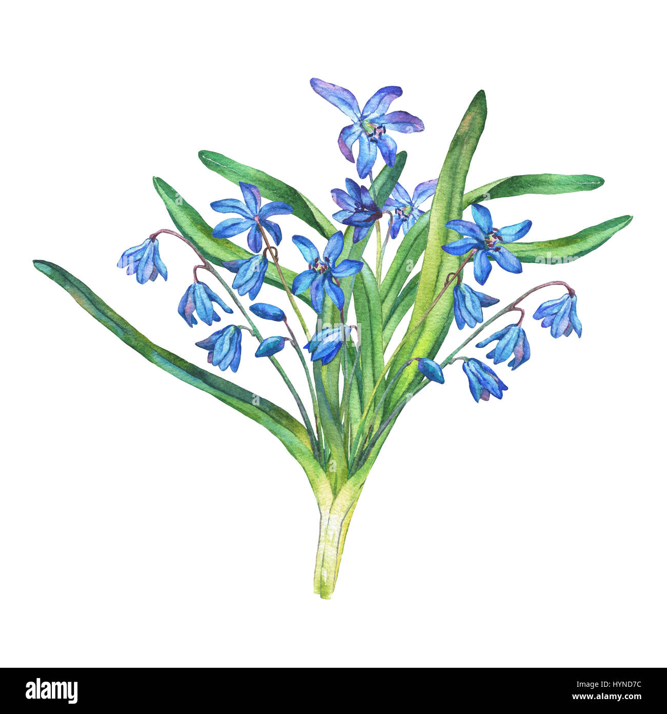 Bouquet di fiori blu della foresta di Scilla bifolia. Pittura ad acquerello disegnata a mano su sfondo bianco. Foto Stock