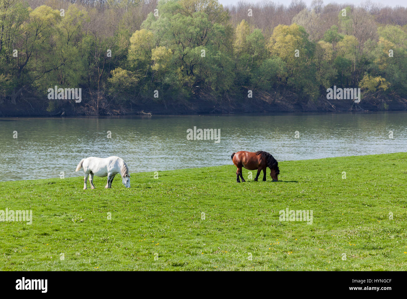 Cavalli su un pascolo vicino al fiume Sava, Lonjsko polje, Croazia Foto Stock