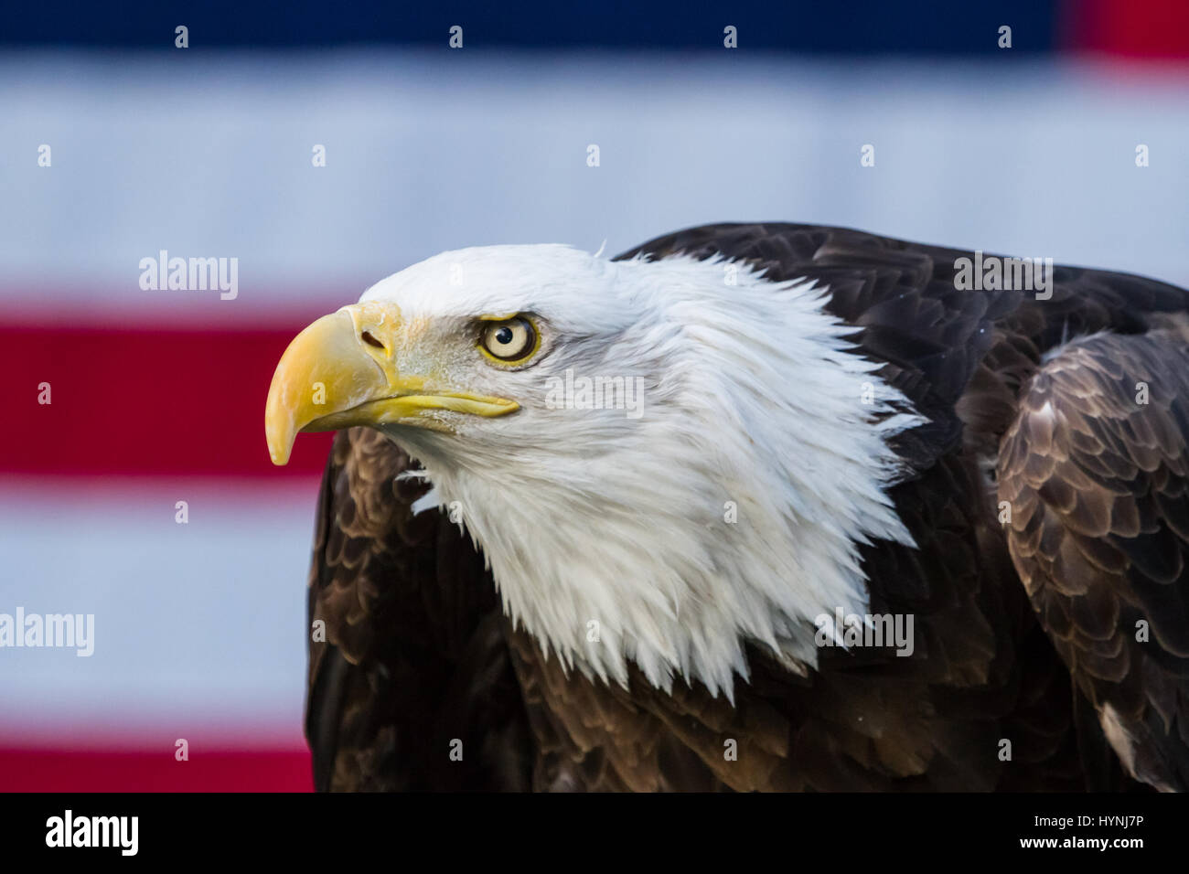 Il simbolo dell'America, un aquila calva, si siede di fronte al paese la bandiera di rosso, bianco e blu. Foto Stock