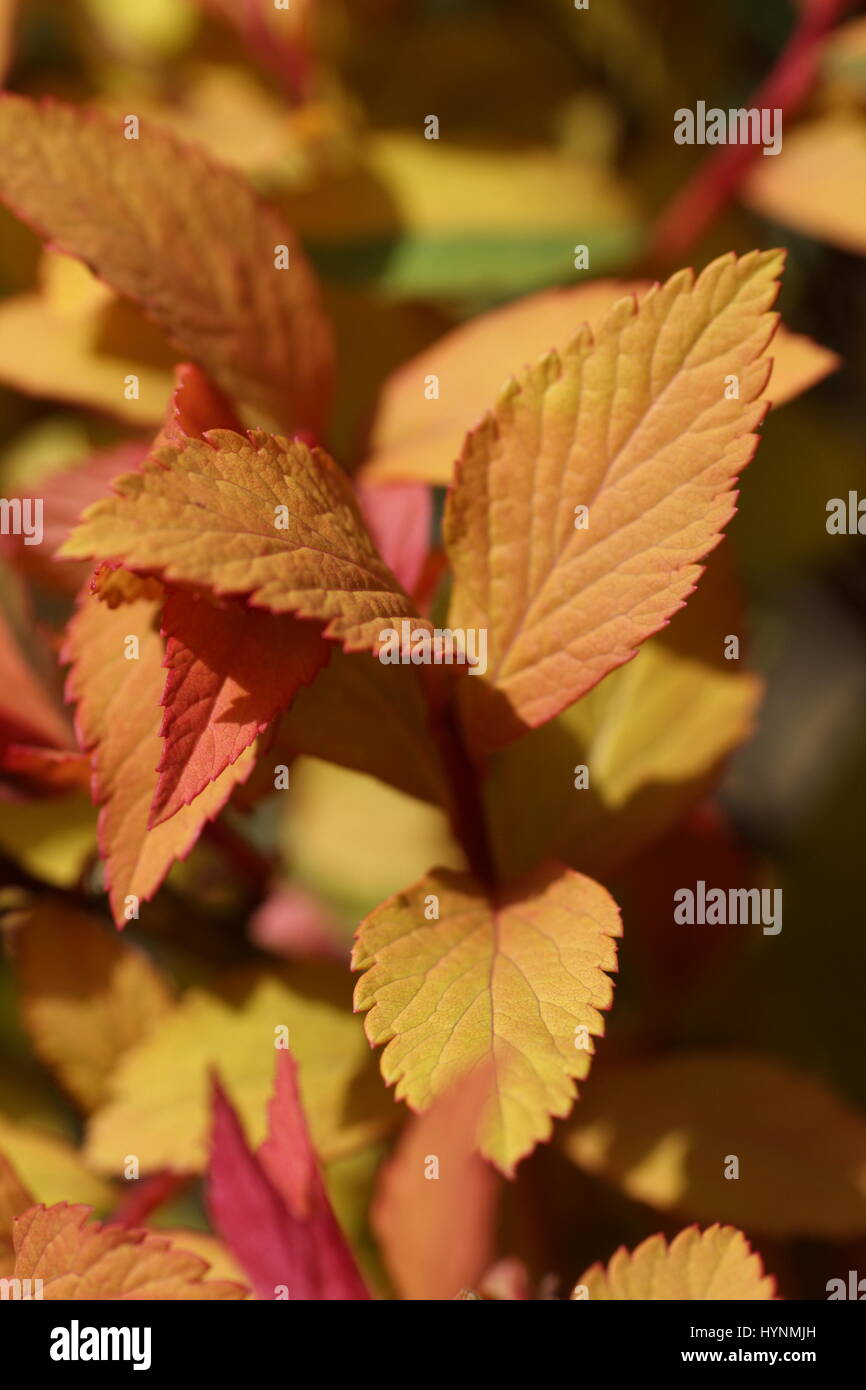 Bella Goldflame spirea arbusto che mostra la molla foglie. Foto Stock