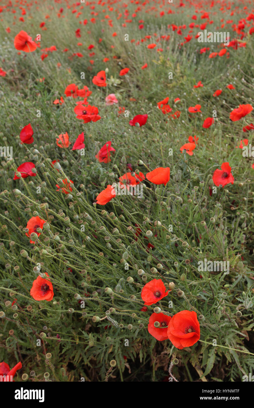 Un campo di papaveri nelle Fiandre, in Belgio. Foto Stock