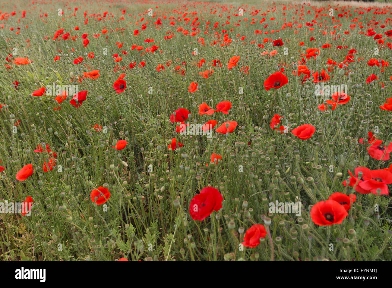 Un campo di papaveri nelle Fiandre, in Belgio. Foto Stock