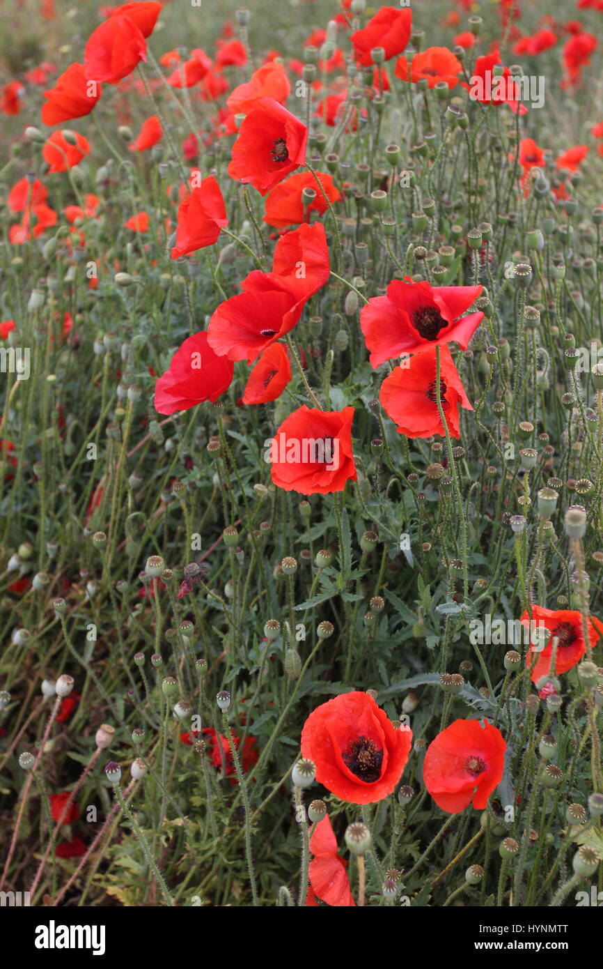 Un campo di papaveri nelle Fiandre, in Belgio. Foto Stock