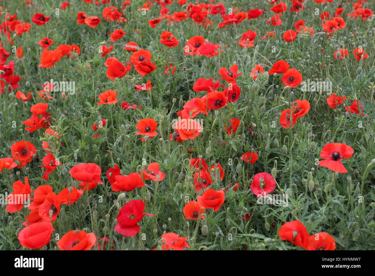 Un campo di papaveri nelle Fiandre, in Belgio. Foto Stock