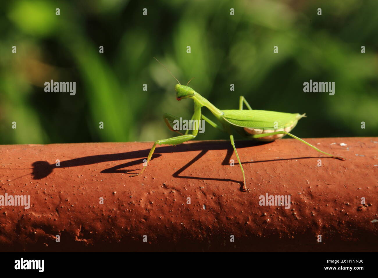 Mantis di preghiera Foto Stock