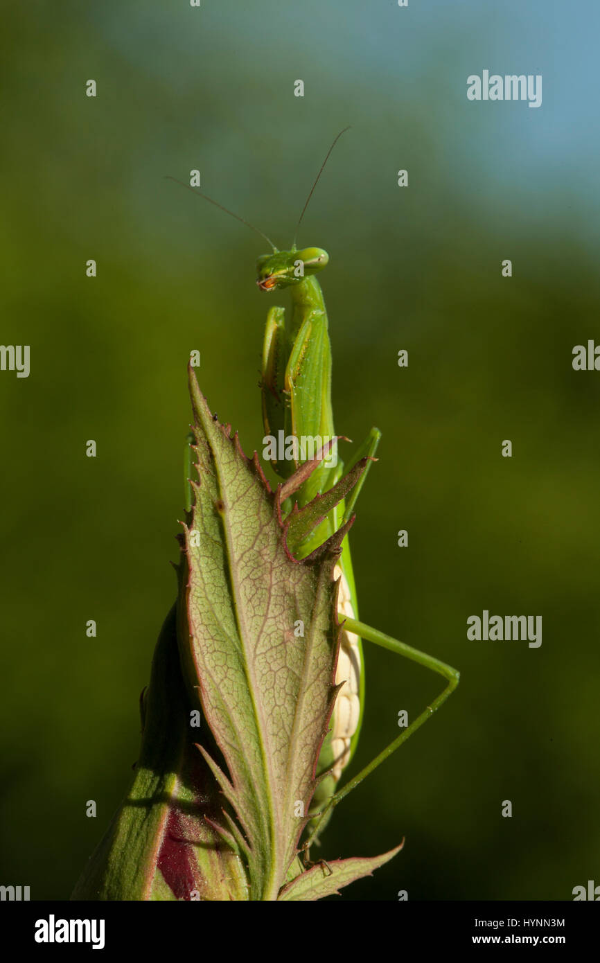 Mantis di preghiera Foto Stock