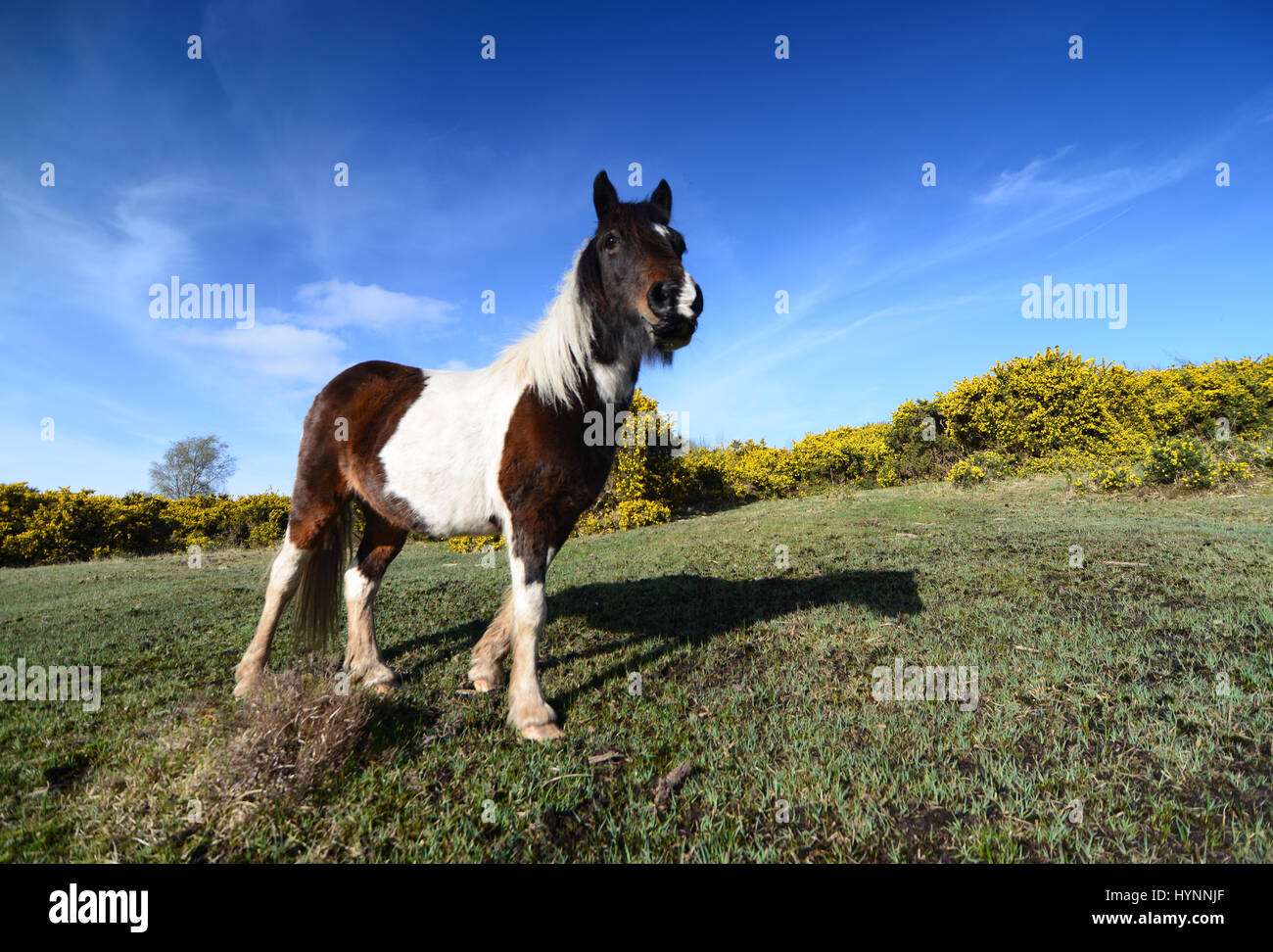 Pony Pinto New Forest che guarda avanti e su in serata Luce del sole in aprile con cielo blu Foto Stock