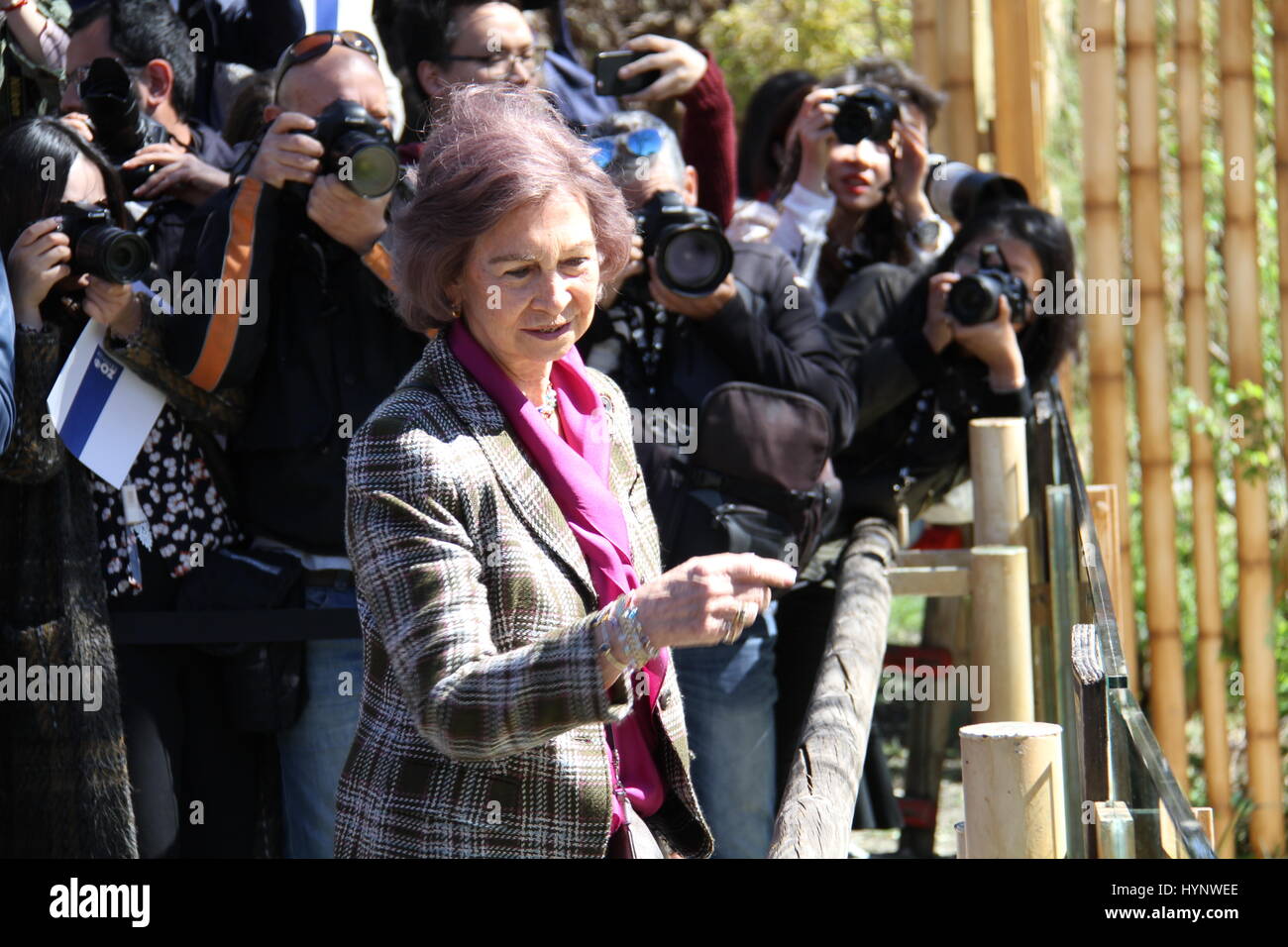 Madrid, Spagna. 5 apr, 2017. Regina Sofia (anteriore) della Spagna visite panda giganti a Zoo di Madrid in Spagna a Madrid, 5 aprile 2017. Chulina, la prima donna panda gigante cub da qui nacque a Zoo Acquario, aveva due speciali visitatori mercoledì, quando andò per la sua prima passeggiata fuori la pagoda dove ha trascorso la sua vita fino ad ora. Lei è stato accompagnato nel suo primo viaggio fuori da la regina Sofia di Spagna e Lyu ventola, l Ambasciatore della Repubblica popolare di Cina in Madrid. Credito: Feng Junwei/Xinhua/Alamy Live News Foto Stock